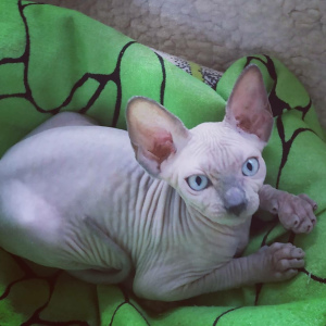 Photo №1. sphynx - à vendre en ville de Mariupol | Négocié | Annonce № 2675