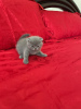 Photo №1. scottish fold - à vendre en ville de Leipzig | Gratuit | Annonce № 107995