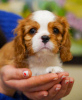 Photo №2 de l'annonce № 95860 de la vente cavalier king charles spaniel - acheter à Allemagne annonce privée