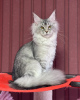 Photo №1. maine coon - à vendre en ville de Texas City | 473€ | Annonce № 105634