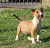 Photo №1. bull terrier - à vendre en ville de Belgrade | négocié | Annonce №59424