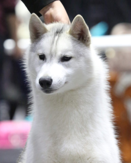 Photos supplémentaires: Afficher les chiots Husky