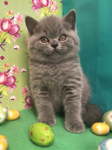 Photo №1. british shorthair - à vendre en ville de Samara | 492€ | Annonce № 6263