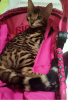 Photo №3. chatons bengal. Inde