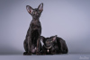 Photo №2 de l'annonce № 51505 de la vente oriental shorthair - acheter à La Lettonie éleveur