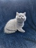 Photo №2 de l'annonce № 108603 de la vente british shorthair - acheter à Allemagne annonce privée, de la fourrière, de l'abri, éleveur