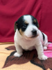 Photo №4. Je vais vendre jack russell terrier en ville de Haifa. annonce privée - prix - négocié