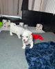 Photo №1. bichon maltais - à vendre en ville de Berlin | négocié | Annonce №124996