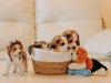 Photo №2 de l'annonce № 62021 de la vente beagle - acheter à Ukraine annonce privée, de la fourrière