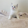 Photo №1. ragdoll - à vendre en ville de Castro Valley | 331€ | Annonce № 108604