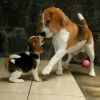 Photo №1. beagle - à vendre en ville de Франкфурт-на-Майне | 360€ | Annonce №124533