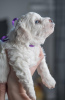 Photos supplémentaires: Chiots Bichon Frison