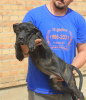 Photo №3. Chiots Cane Corso. Serbie