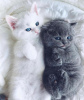 Photo №1. british shorthair - à vendre en ville de New york | 293€ | Annonce № 103813