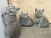 Photo №1. british shorthair - à vendre en ville de Вислох | 300€ | Annonce № 96085