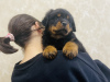 Photo №1. rottweiler - à vendre en ville de Kazan | négocié | Annonce №36623