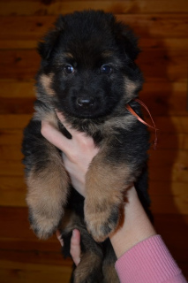 Photos supplémentaires: Berger allemand. D / n. Berger allemand. L / W Chiots