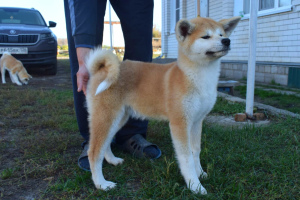 Photos supplémentaires: Chiots chics Akita Inu