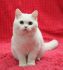 Photo №1. british shorthair - à vendre en ville de Magnitogorsk | négocié | Annonce № 102879