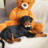 Photo №2 de l'annonce № 63285 de la vente rottweiler - acheter à Pologne annonce privée