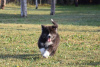 Photo №2 de l'annonce № 82806 de la vente akita (chien) - acheter à Serbie 