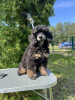 Photo №1. caniche (nain) - à vendre en ville de Tallinn | 2200€ | Annonce №112794