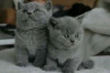 Photo №3. Chatons British Shorthair Business WhatsApp 37062044902. Hongrie