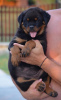 Photos supplémentaires: rottweiler