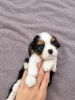 Photos supplémentaires: Chiots Cavalier King Charles Spaniel idéaux.