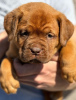 Photo №3. Chiots Chien de Bordeaux. Serbie