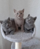 Photo №1. british shorthair - à vendre en ville de Афины | Gratuit | Annonce № 126135