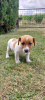 Photo №3. Mignons chiots Jack Russell Terrier. Pologne