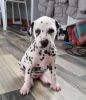 Photo №3. Magnifiques chiots dalmatiens,. USA