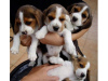 Photo №2 de l'annonce № 64986 de la vente beagle - acheter à La finlande éleveur