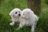 Photo №3. Des chiots Bichon Frise de race pure dressés sont maintenant disponibles. Allemagne