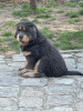 Photos supplémentaires: Chiens dogue tibétain bleu et feu