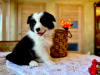 Photo №1. border collie - à vendre en ville de Koursk | 739€ | Annonce №105247