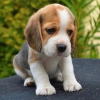 Photo №3. Chiots Beagle.. Allemagne