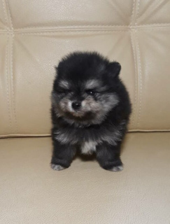 Photos supplémentaires: Spitz Pomeranian - un ours de l'enfance!