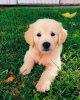 Photo №3. CHIOTS GOLDEN RETRIEVER DISPONIBLES. USA