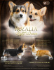 Photo №1. welsh corgi - à vendre en ville de Dnipro | 1800€ | Annonce №55622