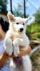 Photo №2 de l'annonce № 114524 de la vente berger blanc suisse - acheter à Serbie 