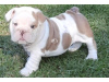 Photo №2 de l'annonce № 78762 de la vente bulldog anglais - acheter à Emirats Arabes Unis éleveur