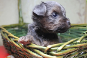 Photos supplémentaires: Adorables chiots yorkais à vendre (mini)