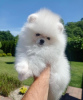 Photo №4. Je vais vendre spitz nain en ville de Штутгарт. annonce privée - prix - 360€