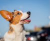 Photo №3. Welsh Corgi Cardigan, chiot. Fédération de Russie