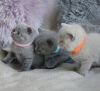 Photo №1. scottish fold - à vendre en ville de Charleroi | 200€ | Annonce № 88359