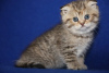 Photo №2 de l'annonce № 93600 de la vente scottish fold - acheter à Allemagne annonce privée, éleveur