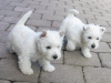 Photo №1. west highland white terrier - à vendre en ville de Vienna | Gratuit | Annonce №91597