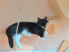 Photos supplémentaires: Le chat espiègle Romashka cherche une famille !